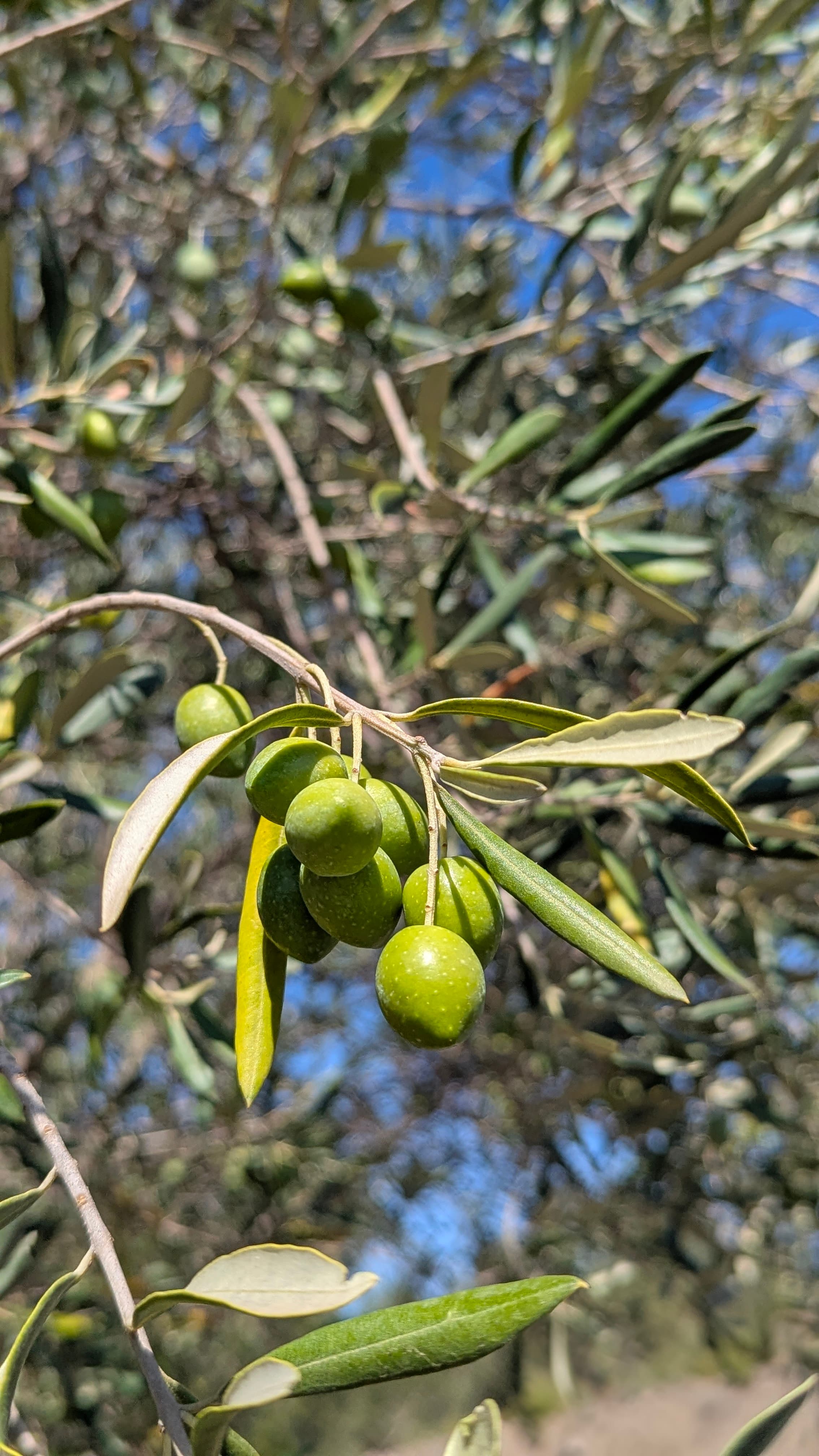 Olives encore vertes sur une branche, dans l'oliveraie GALEA